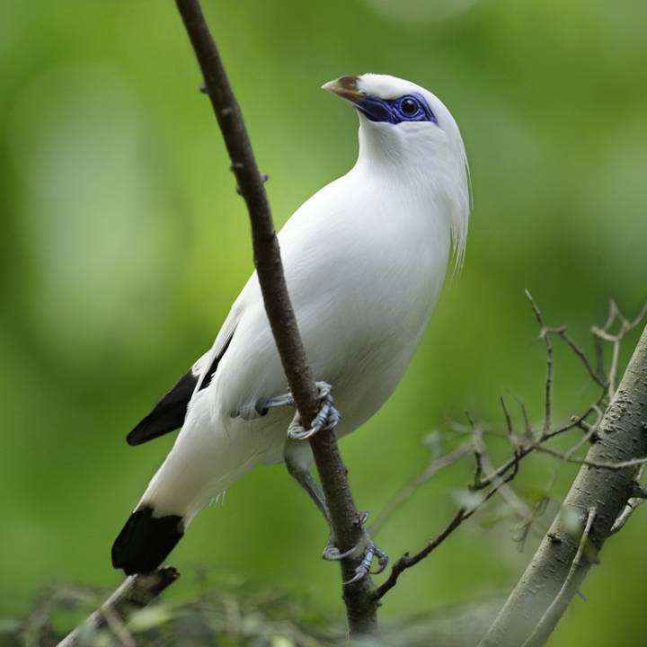 Bali myna