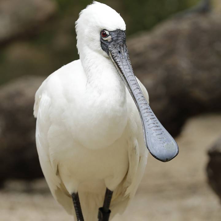 Black-faced spoonbill