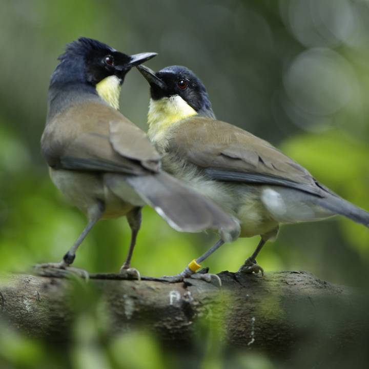 Blue-crowned laughingthrush