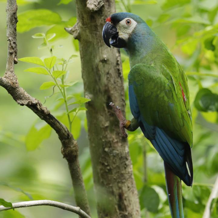 Blue-winged macaw