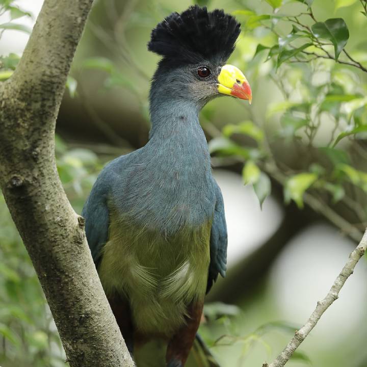 Great blue turaco