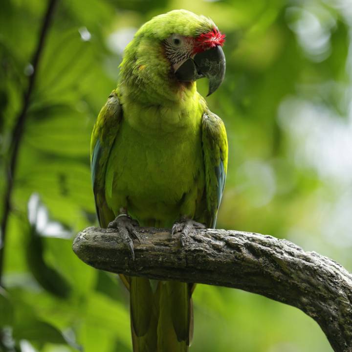 Great green macaw