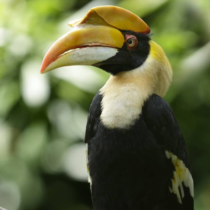 Great hornbill