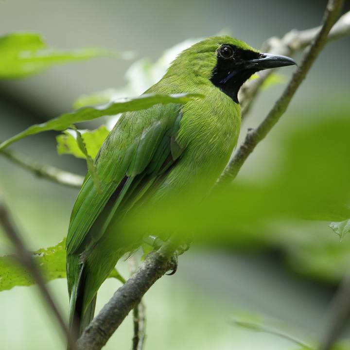 Greater green leafbird
