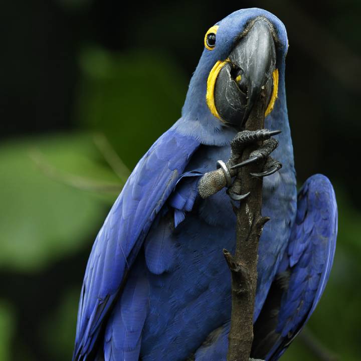 Hyacinth macaw