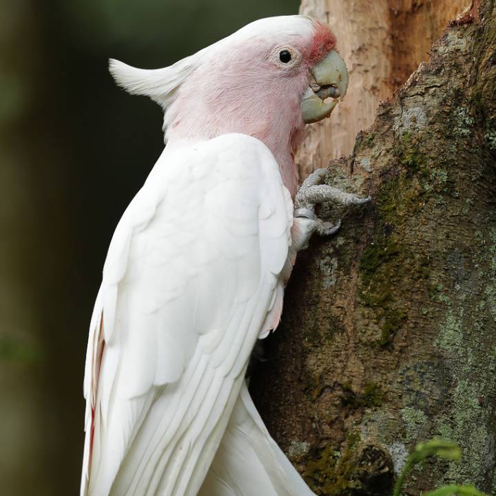 米切氏凤头鹦鹉