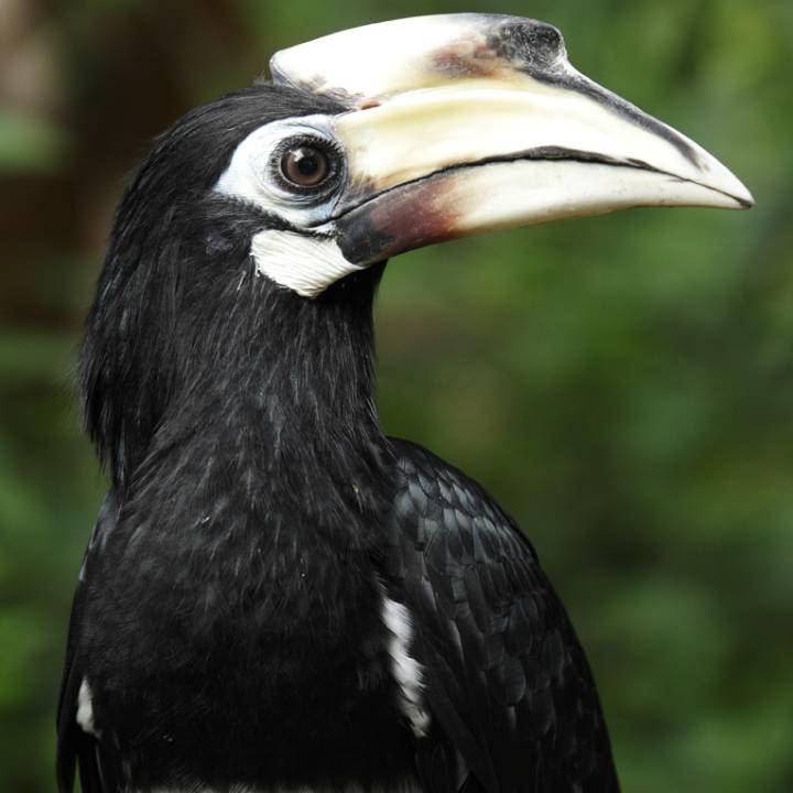 Oriental pied hornbill