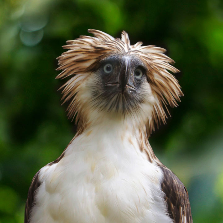 Philippine eagle