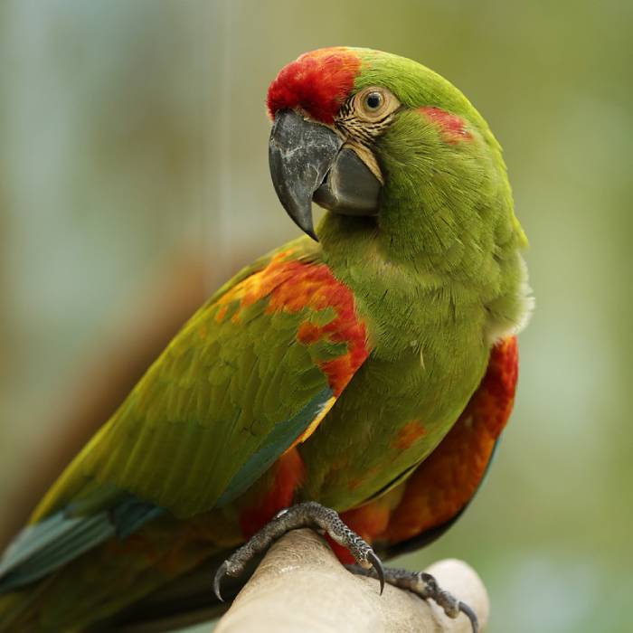 Red-fronted macaw