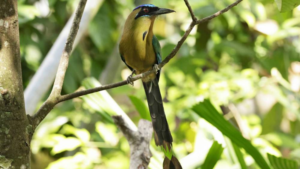 amazonian motmot on a tree