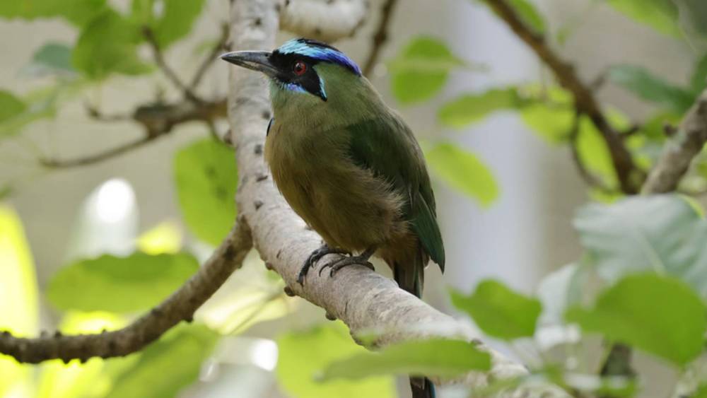 amazonian motmot in the tree