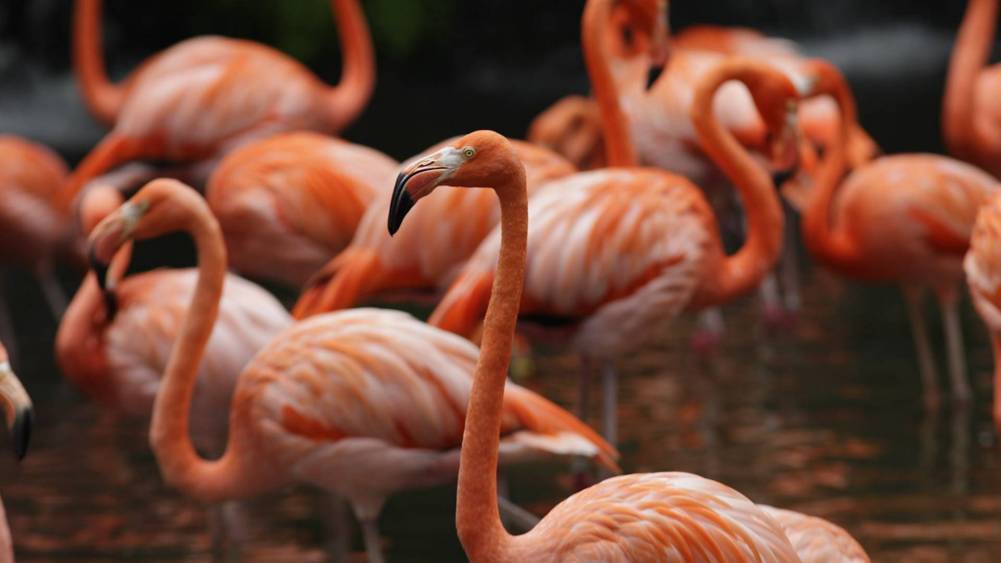 American flamingo