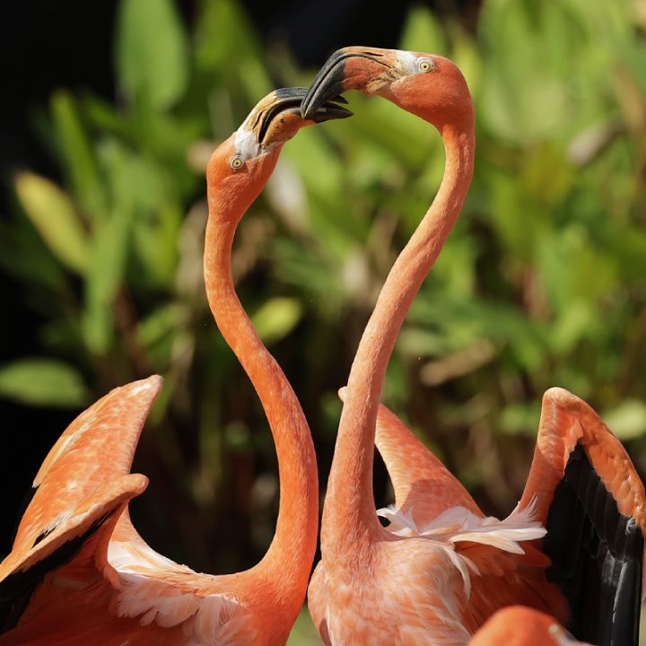 American flamingo