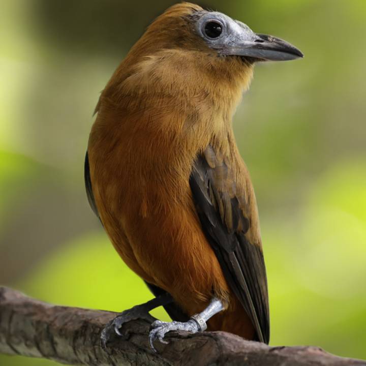 Capuchinbird