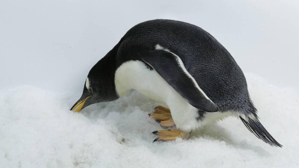 Gentoo Penguin