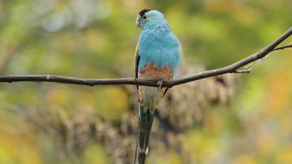Golden-shouldered Parrot