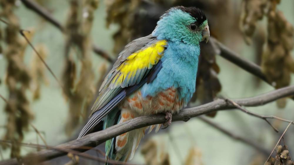 Golden-shouldered Parrot