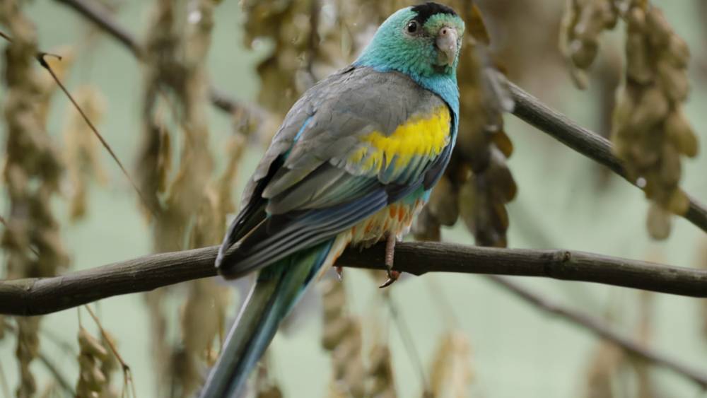 Golden-shouldered Parrot