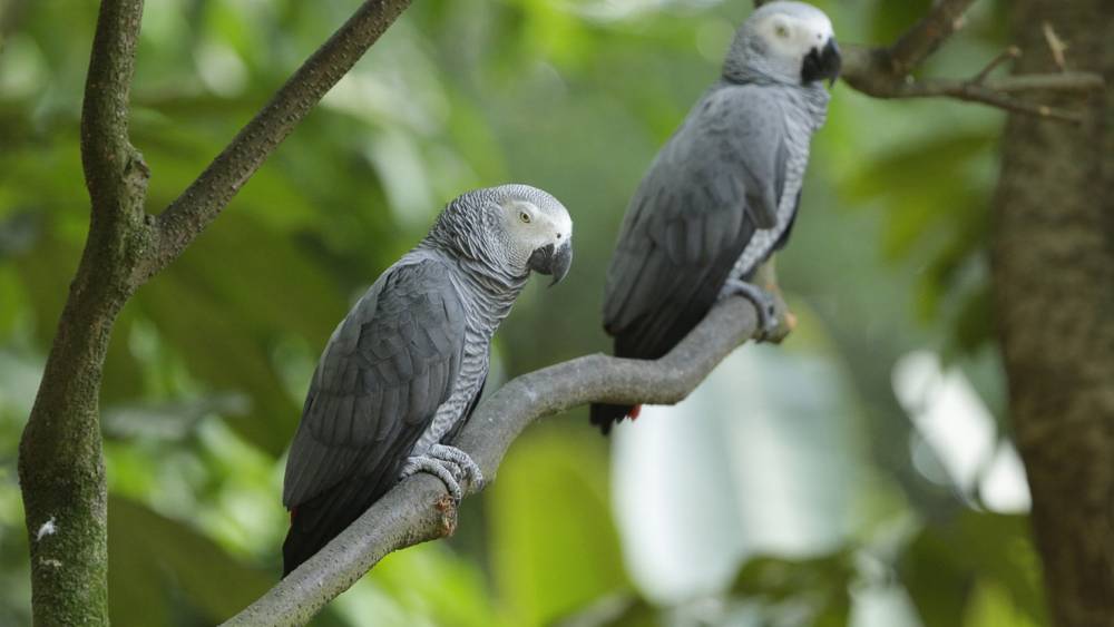 African grey parrot