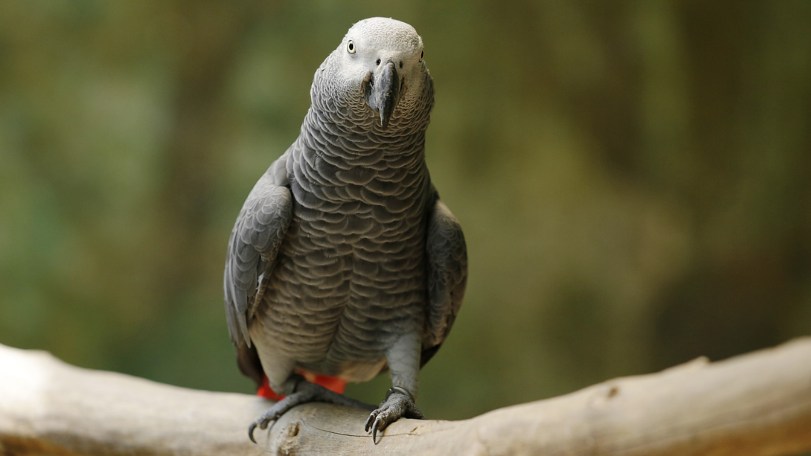 African grey parrot
