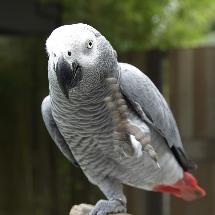 Grey parrot