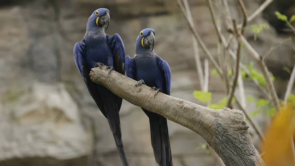 a pair of hyacinth macaw on the branch