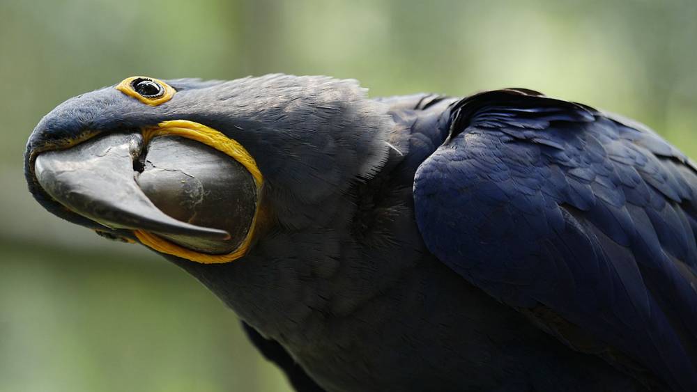hyacinth macaw tilting its head