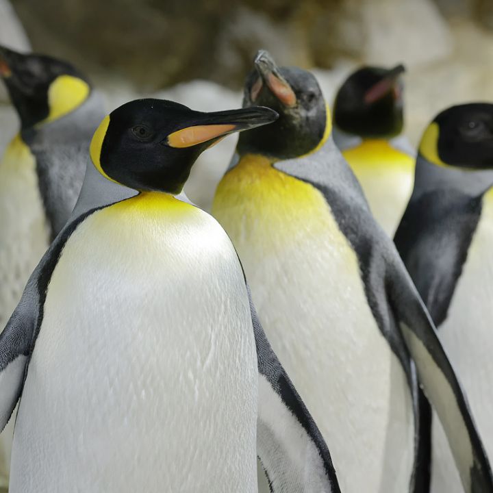 King penguin