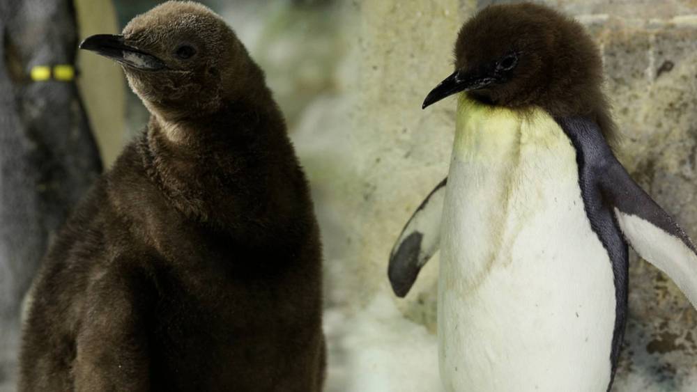 King Penguin chicks