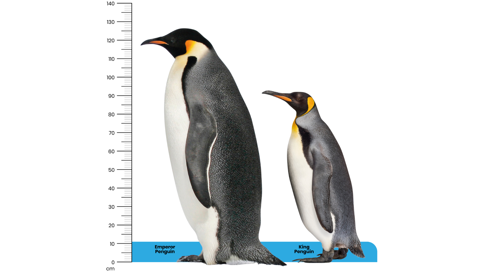 King Penguin