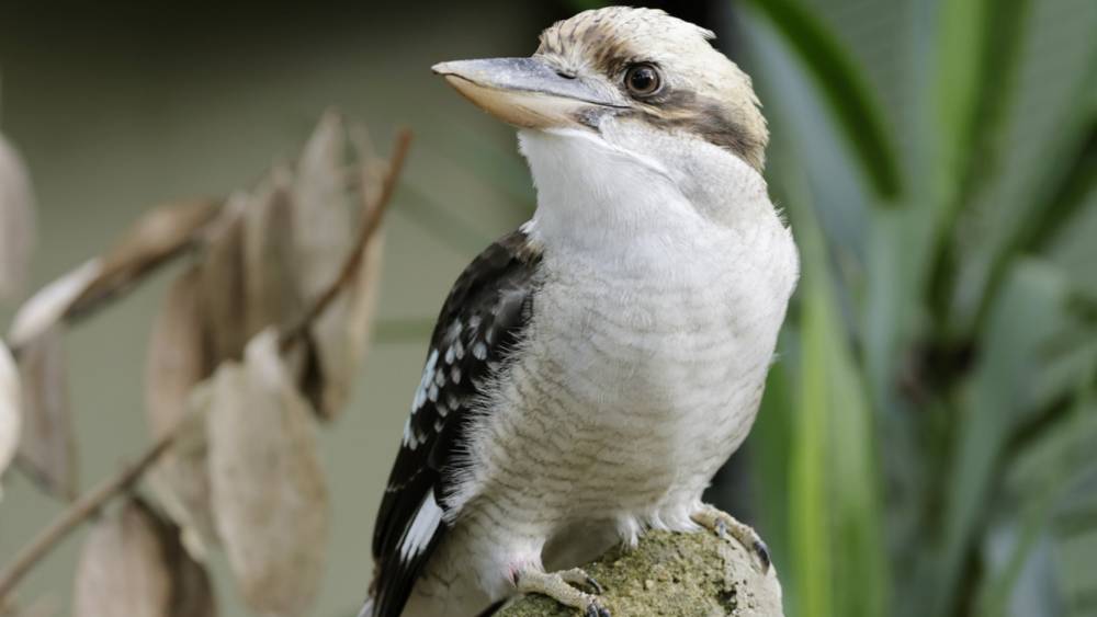 Laughing kookaburra