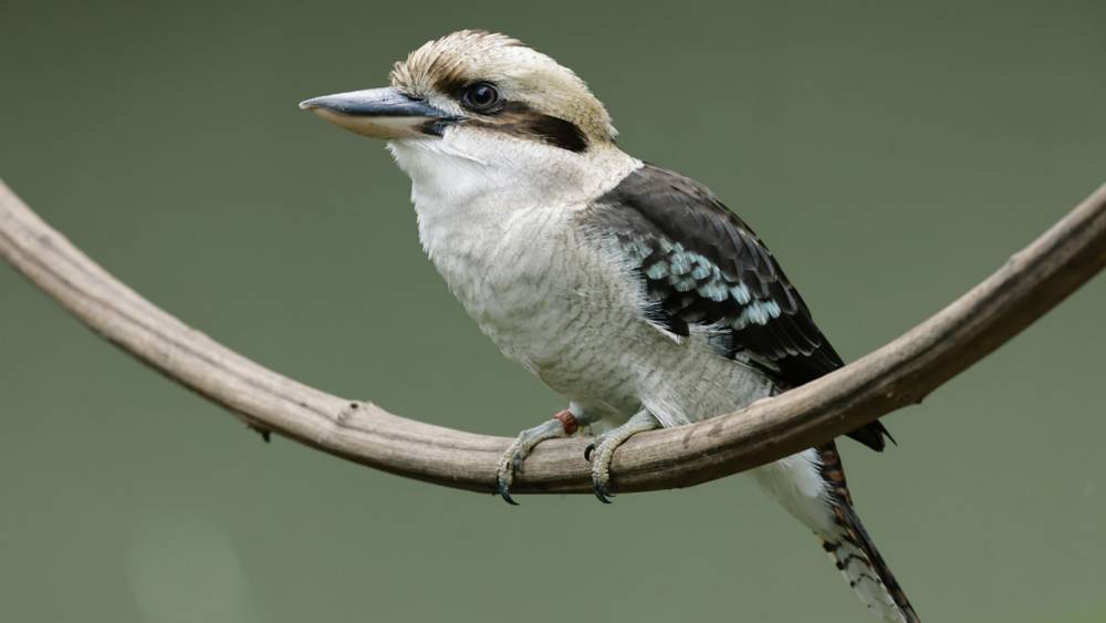Laughing kookaburra