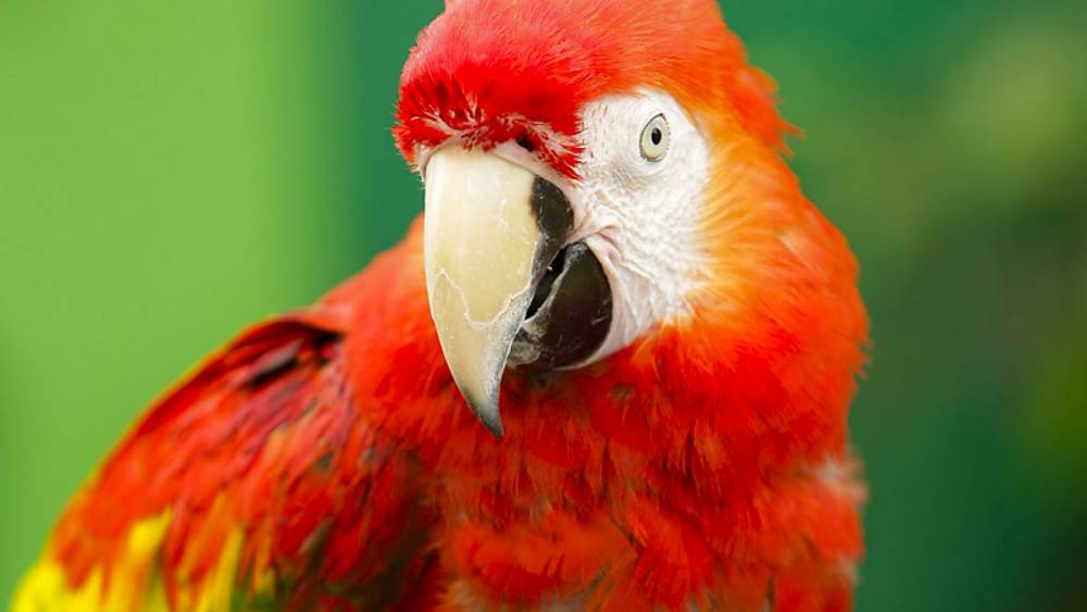 macaw with a green background