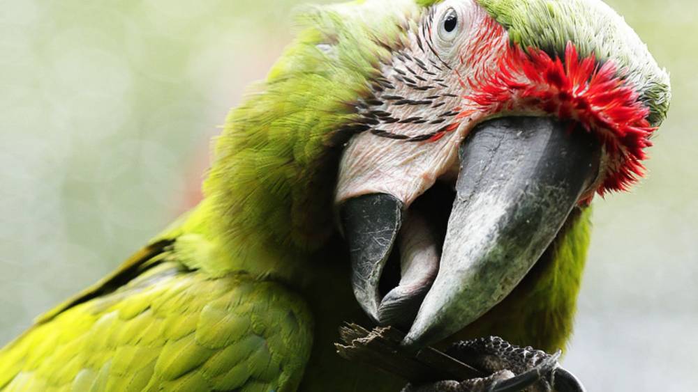macaw ngawing on a stick