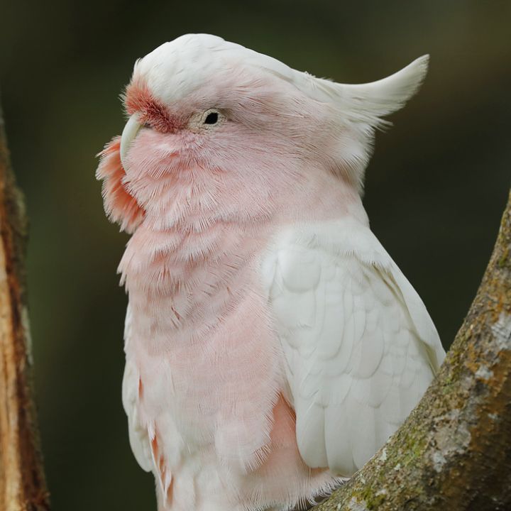 Major Mitchell's cockatoo