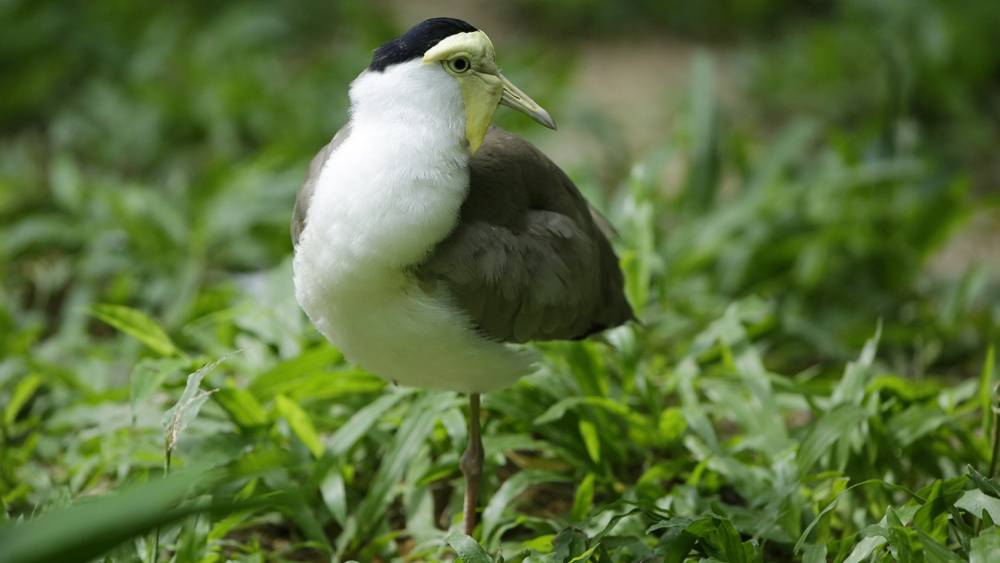Masked lapwing
