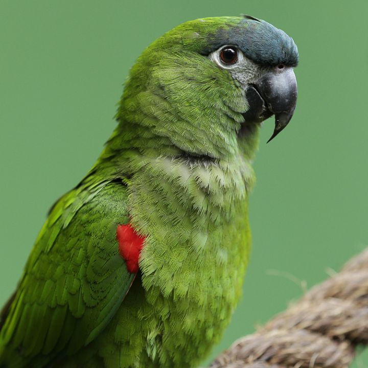 Northern red-shouldered macaw