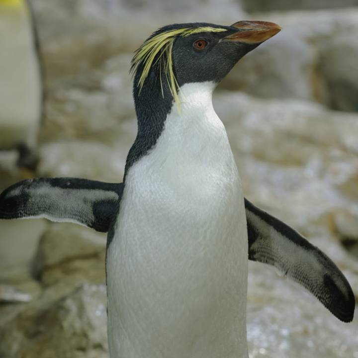 Northern rockhopper penguin