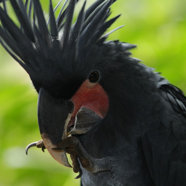 Palm cockatoo
