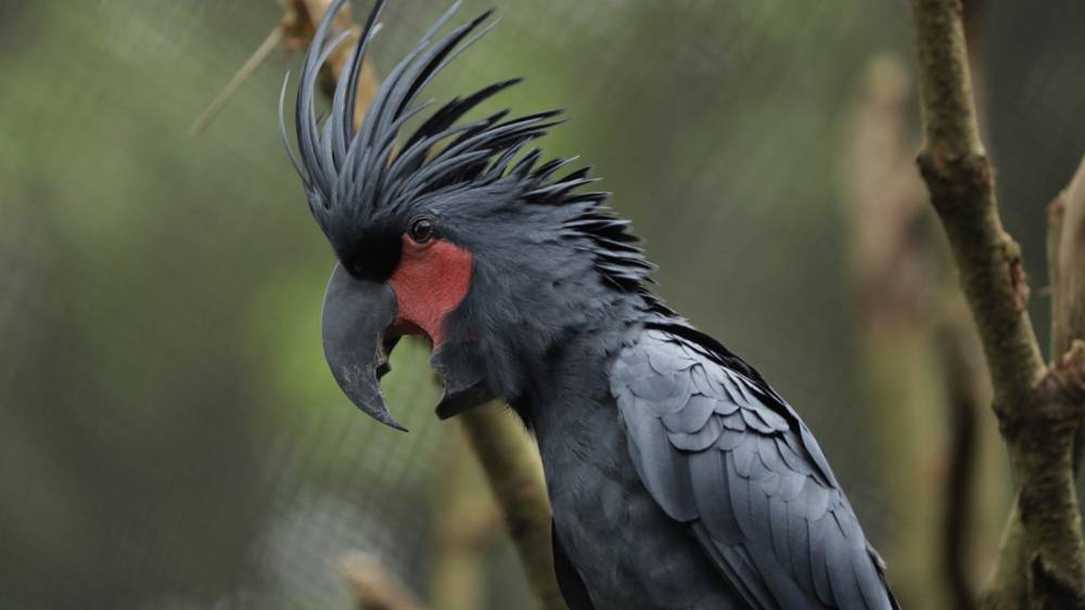 Palm cockatoo