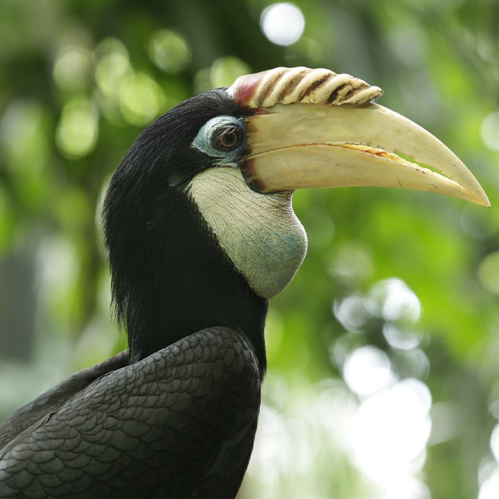 Papuan hornbill