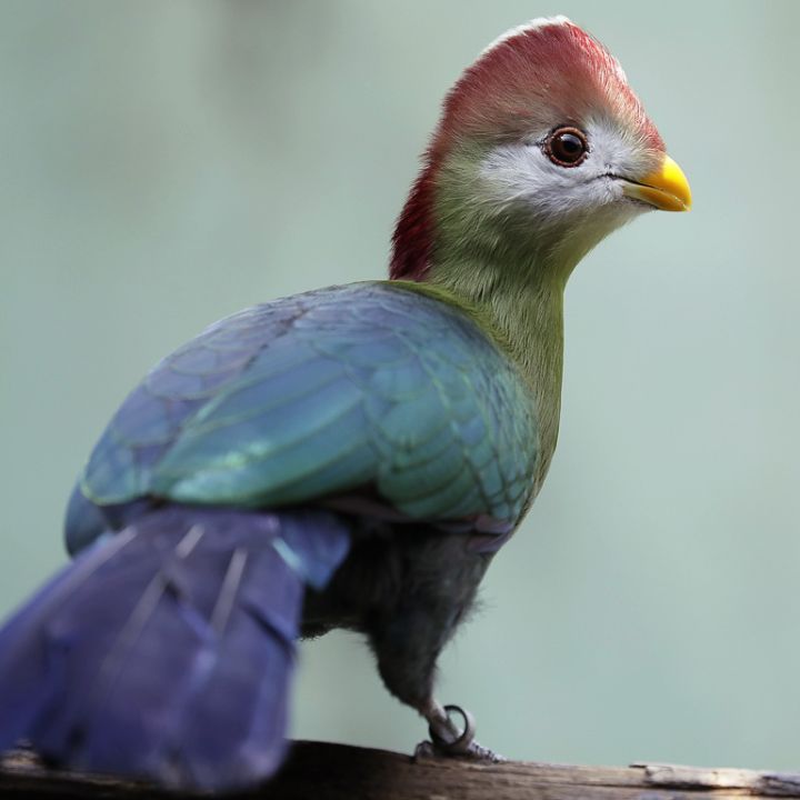 Red-crested turaco
