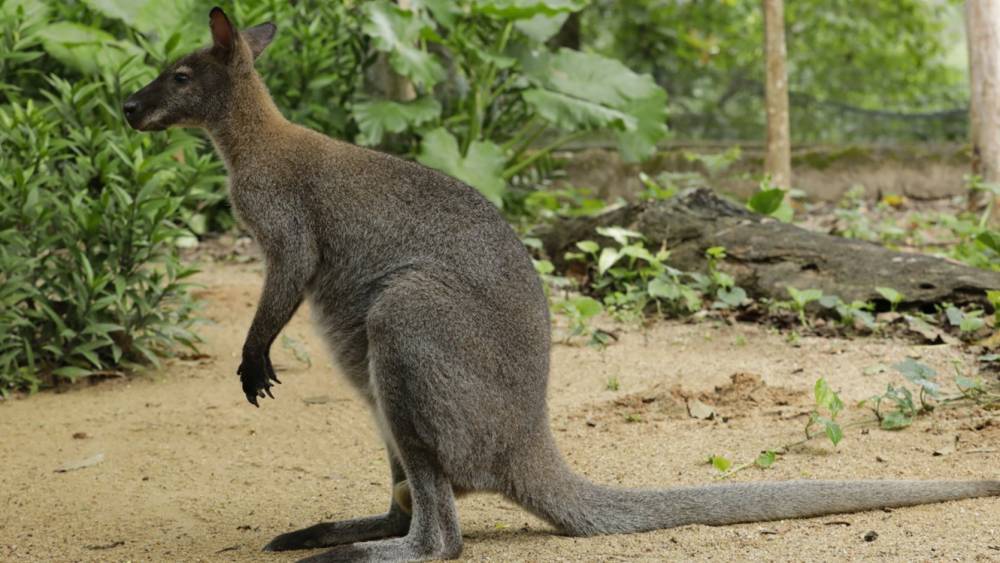 ‘Five-legged’ Marsupial