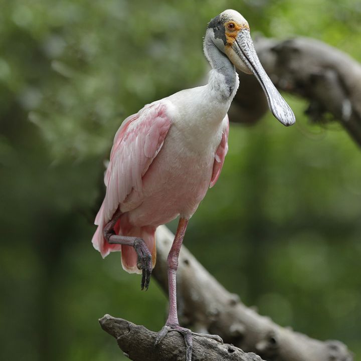Roseate spoonbill