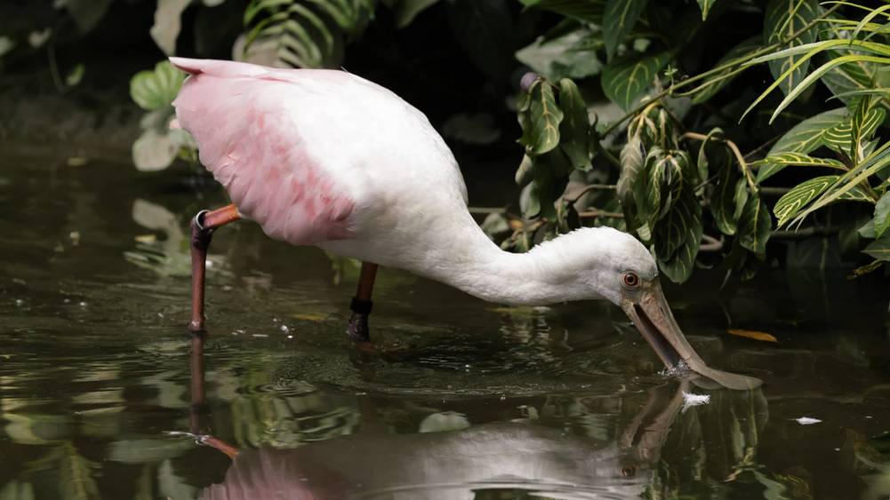 Roseate spoonbill