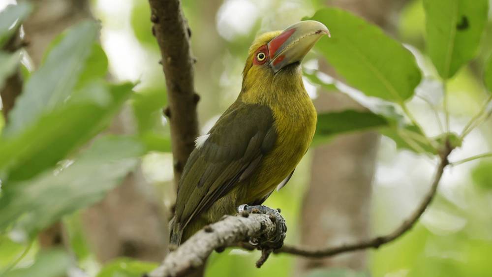 saffron toucanet on a tree