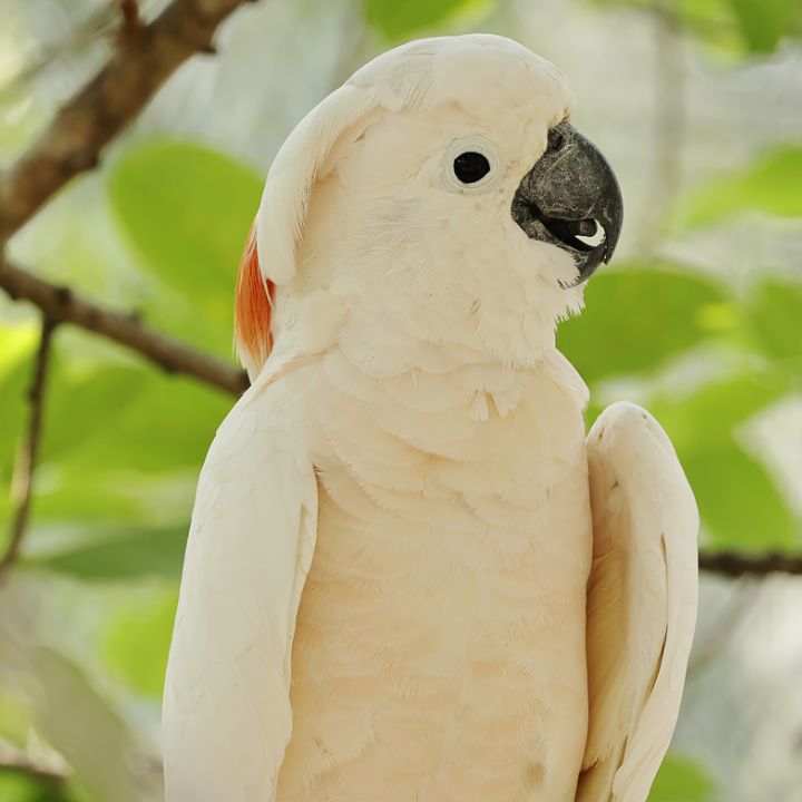 Salmon-crested cockatoo