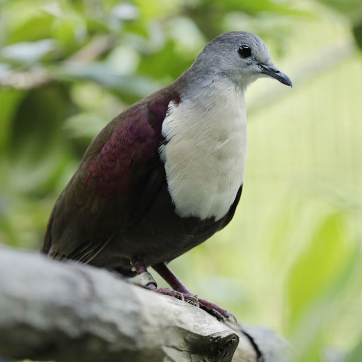 Santa Cruz ground-dove
