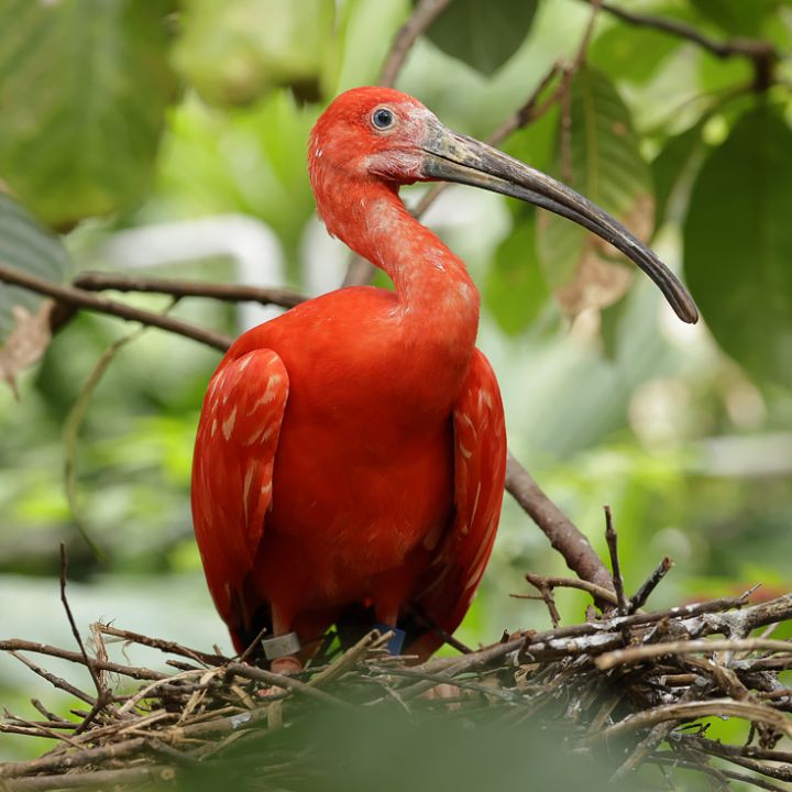 Scarlet ibis