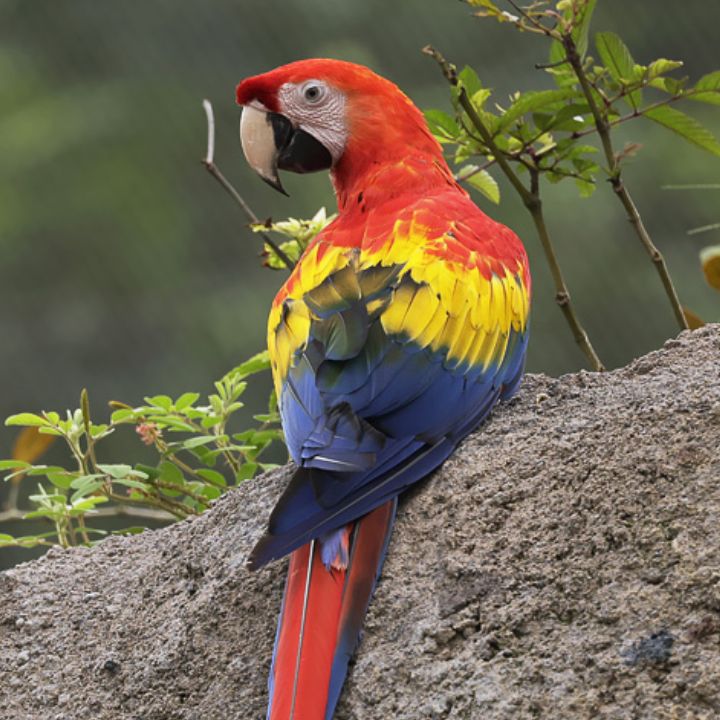 Scarlet macaw